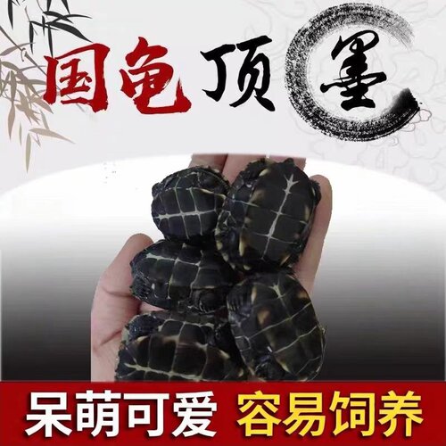 顶墨龟  中华本土龟  宠物龟 小乌龟活体 苏北金线草龟 乌龟活物