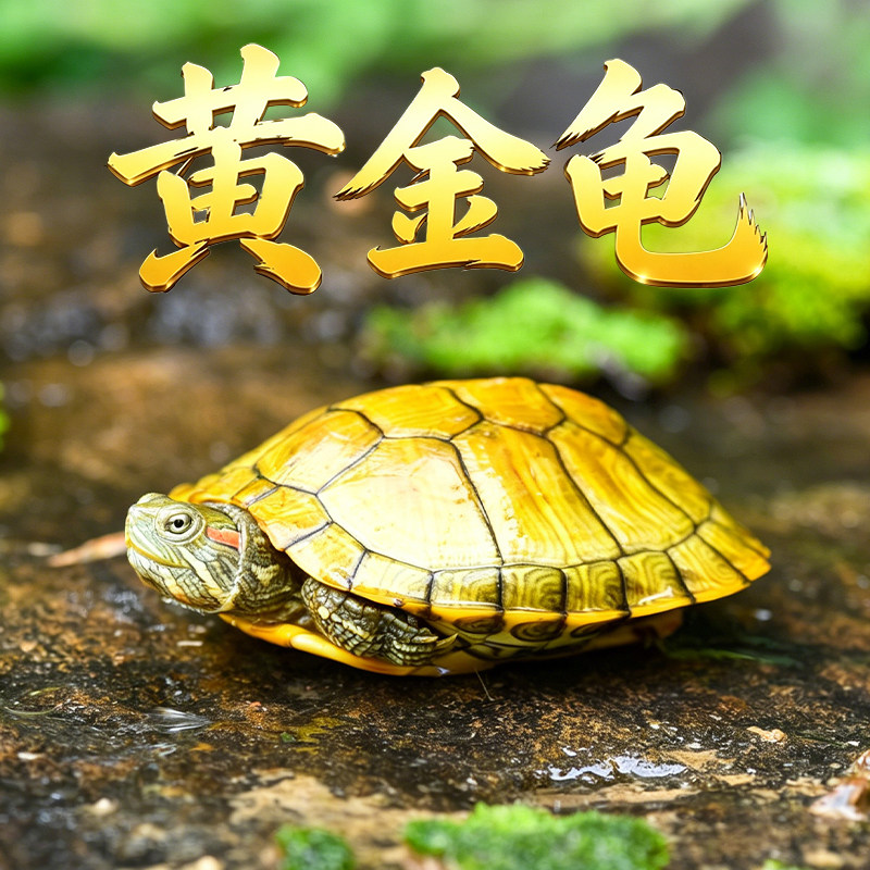 黄金龟 金钱龟 吃菜龟 乌龟活物 宠物观赏适合家养认主龟 小乌龟
