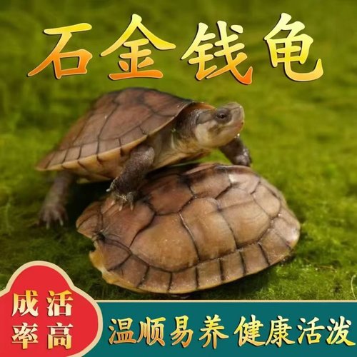 好养易活 金钱龟 长寿龟南石宠物观赏黄金龟小乌龟苗活物乌龟草龟