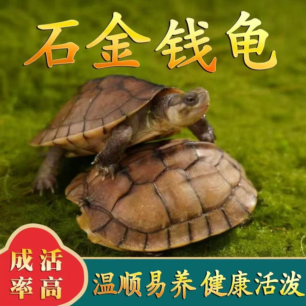 好养易活 金钱龟 长寿龟南石宠物观赏黄金龟小乌龟苗活物乌龟草龟