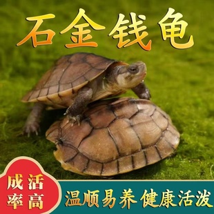 好养易活 长寿龟南石宠物观赏黄金龟小乌龟苗活物乌龟草龟 金钱龟