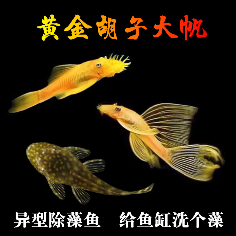 黄金胡子女王大帆鱼清道夫热带观赏鱼异型淡水擦缸除藻工具鱼活体,宠物/宠物食品及用品,鱼,淘宝优惠券,粉丝福利购,淘宝优惠卷