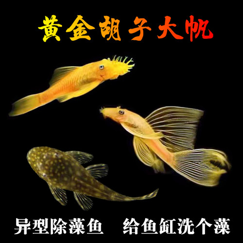 异型除藻工具鱼清洁鱼淡水热带鱼
