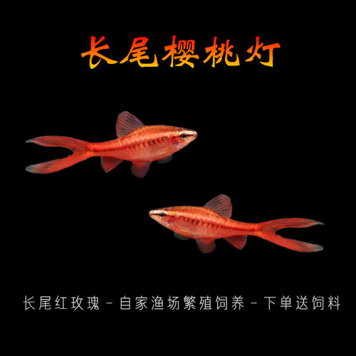 长尾樱桃灯红玫瑰小型热带观赏鱼