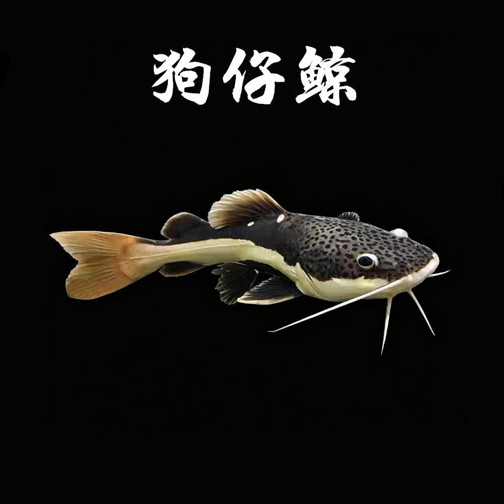 狗仔鲸招财猫红尾鲶鱼大型热带淡水观赏鱼搭配发财鱼龙鱼好养活体