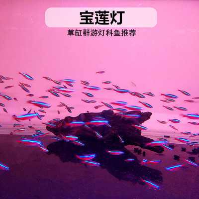 巴西宝莲灯红绿灯淡水热带观赏鱼
