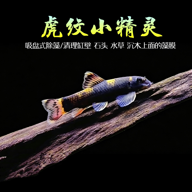 老虎小精灵热带淡水除藻活体鱼图片