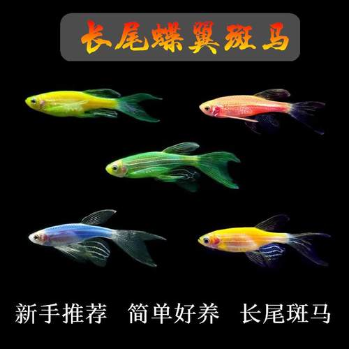 蝶翼斑马长尾长鳍好养新手推荐
