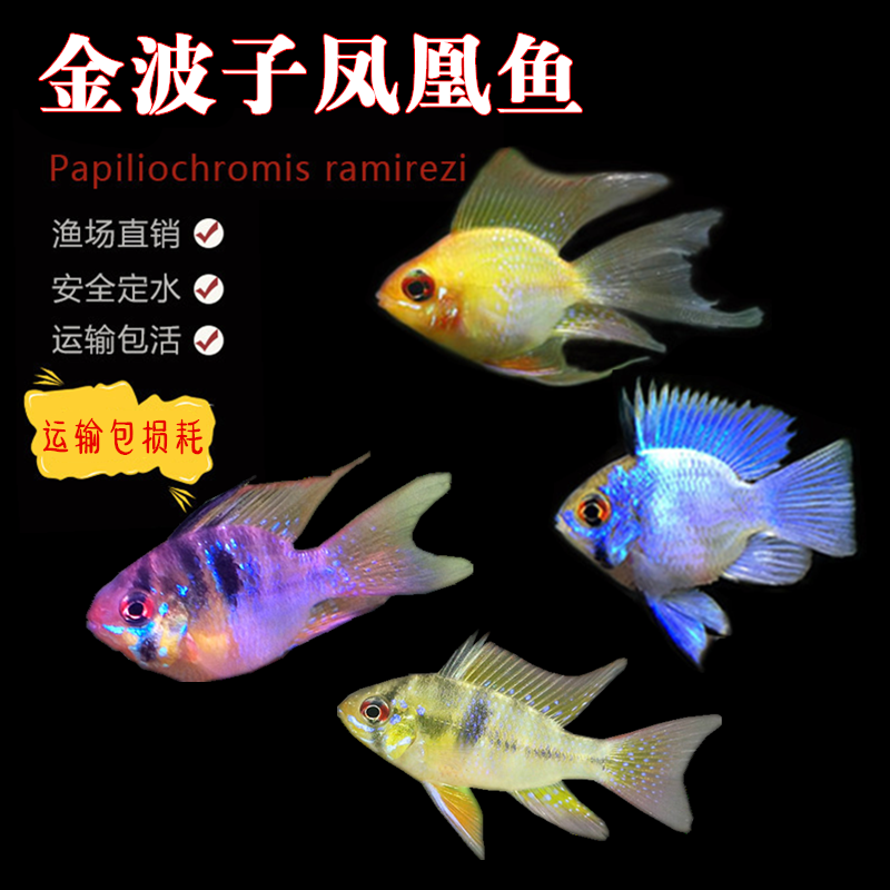 小型金波子热带鱼宝蓝球阿凡达