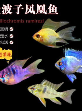 金波子宝蓝凤凰球蓝波子阿凡达德系荷兰凤凰小型热带鱼短鲷活体鱼