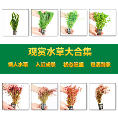 真水草鱼缸造景绿植懒人水植物