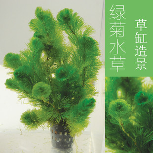 活体植物 鱼缸绿植造景绿菊花绿羽毛好养真水草新手推荐