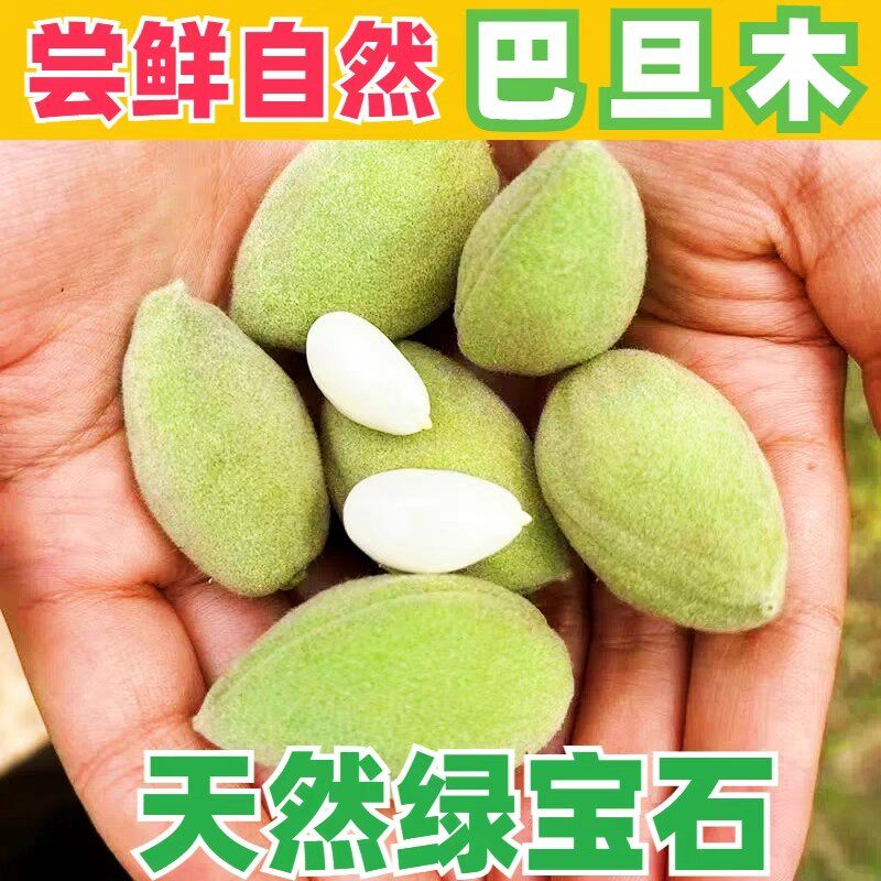 新鲜青皮巴旦木现摘现发美国大杏仁松鼠扁桃鲜桃核带绿壳巴达木