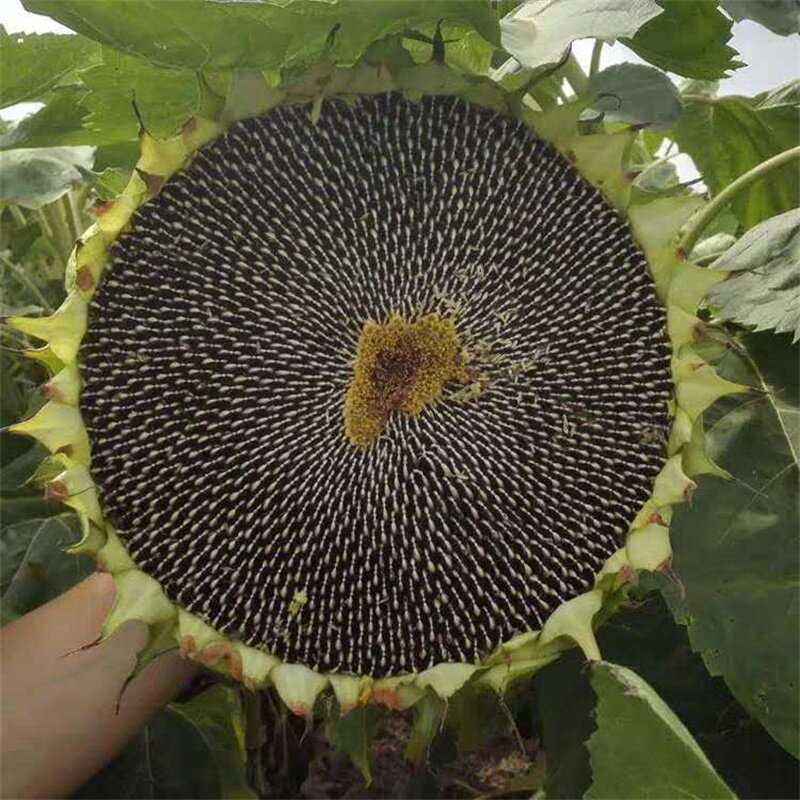 特价孕妇湿新鲜向日葵花盘葵花籽头带盘瓜子盘原味生应季孕妇零食