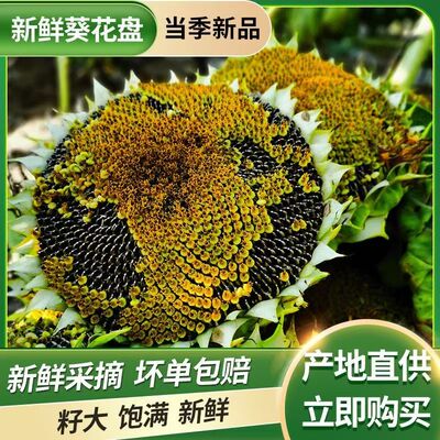 应季新鲜向日葵花盘葵瓜子生孕妇原味湿籽水果零食新货带盘现摘发