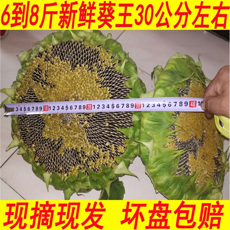 河北新鲜葵花盘葵王6-8斤装生原味带盘向日葵花子湿生瓜籽30公分