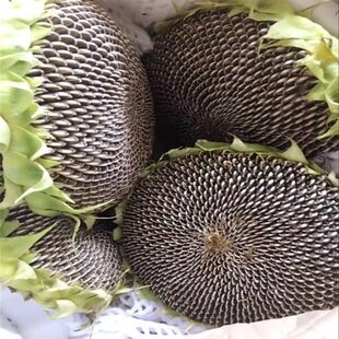 新鲜原味生瓜子特级向日葵花盘