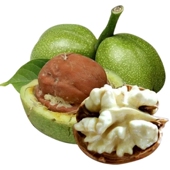 当年五斤装 新鲜去青皮湿核桃鲜嫩原味生核桃带青皮孕妇绿皮特级价