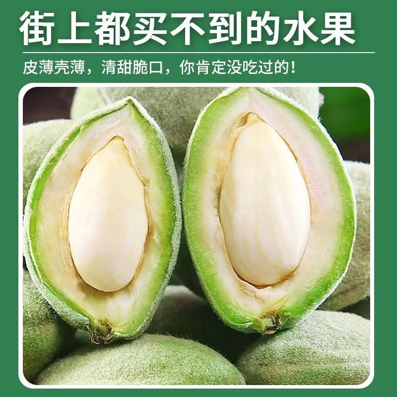 新鲜青皮巴旦木现摘现发美国大杏仁松鼠扁桃鲜桃核带绿壳巴达木