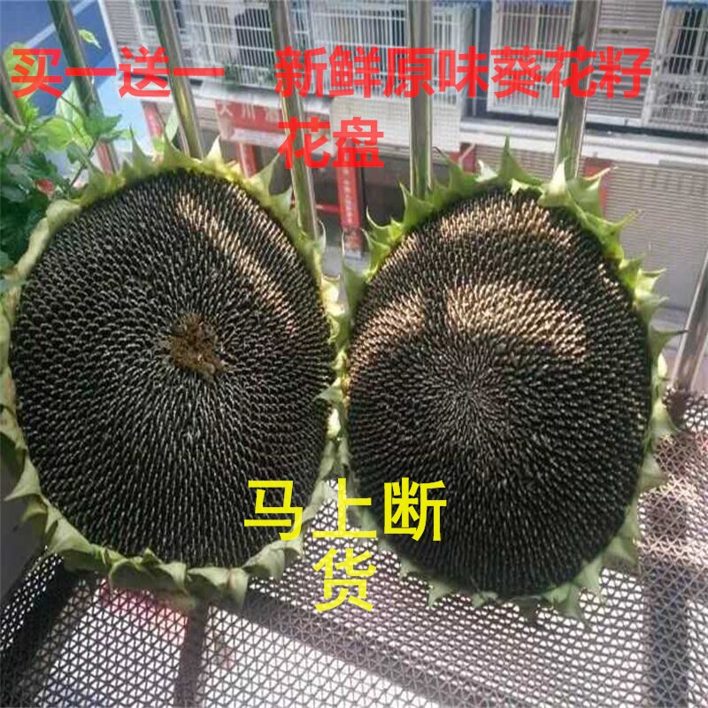 新鲜特级湿特价现摘发新鲜向日葵原味葵花籽盘孕妇农家太阳花盘