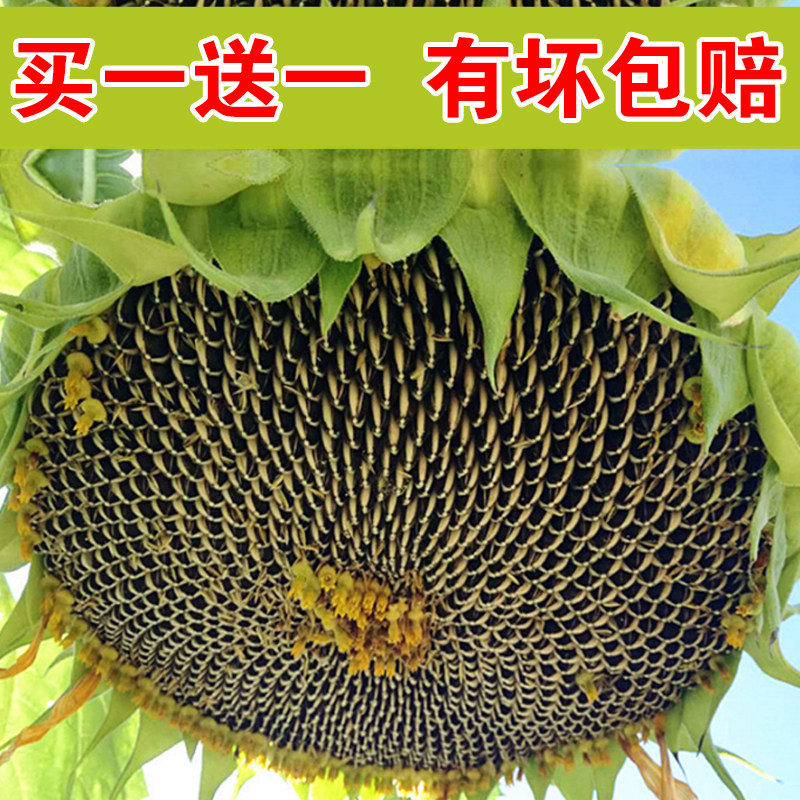 现摘现发新鲜向日葵花盘葵花籽盘原味生瓜子农家特产孕妇坚果零食