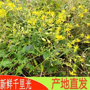 千里光中药材新鲜采摘发货1斤包邮