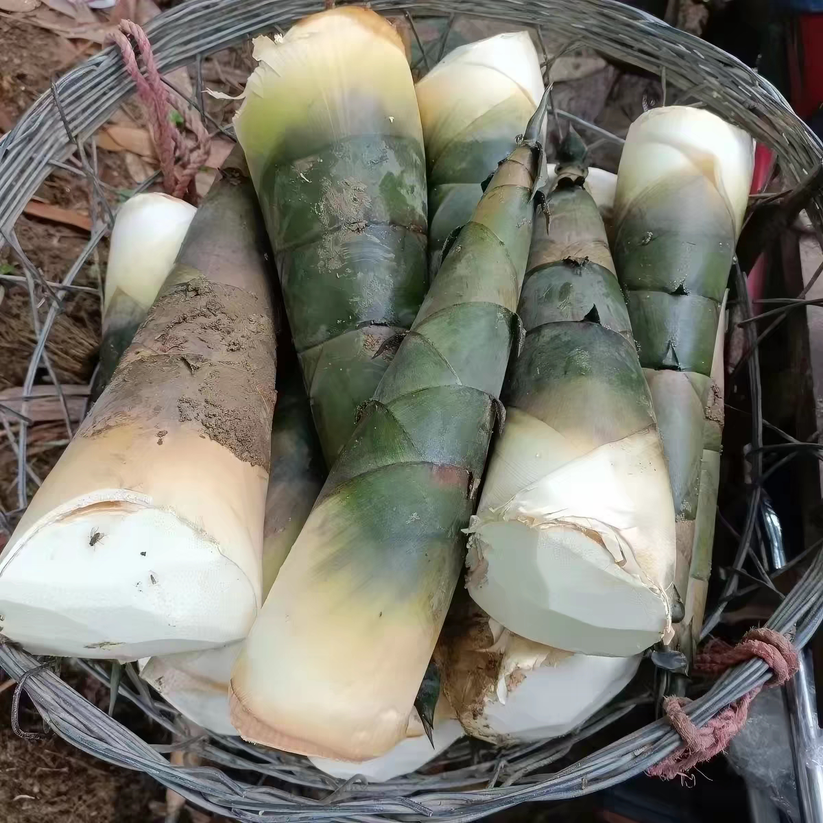 贵州特产新鲜现挖带壳当季鲜苦麻竹笋大头笋野生脆笋做白笋酸竹笋