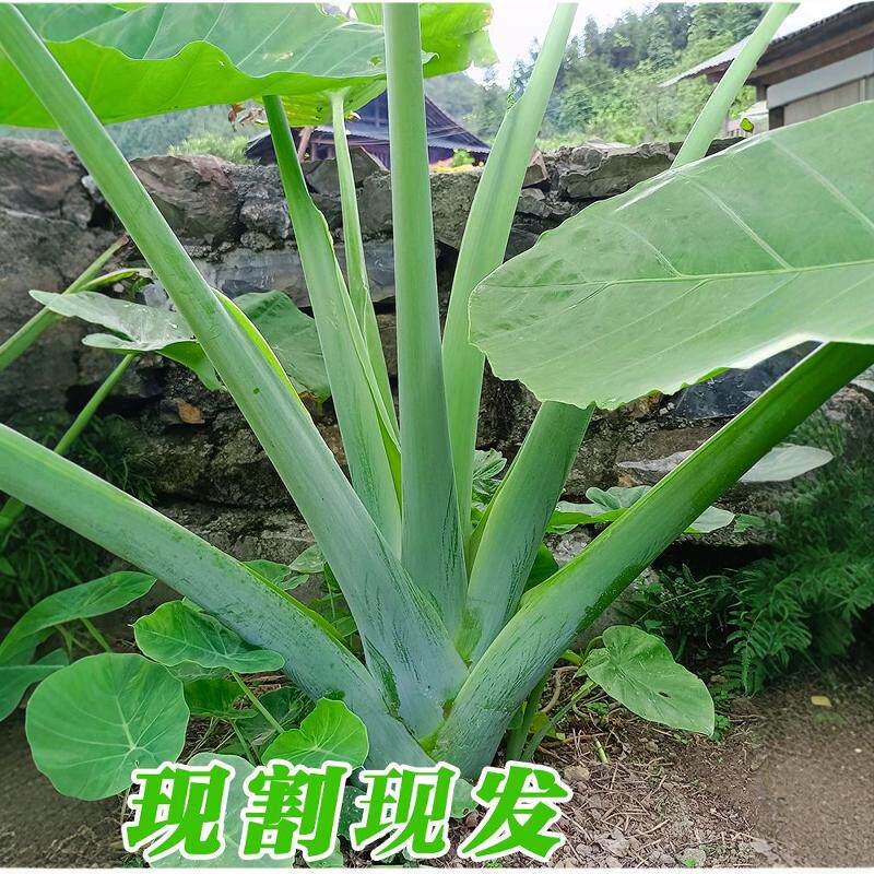 新鲜现割广菜贵州新鲜特产蔬菜 农家自种芋荷芋梗白玉苗芋蒙酸菜