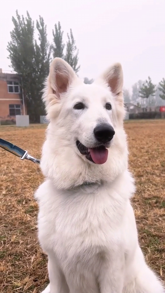 白德牧幼犬纯种瑞士牧羊犬白色幼犬德国牧羊活体狗粮