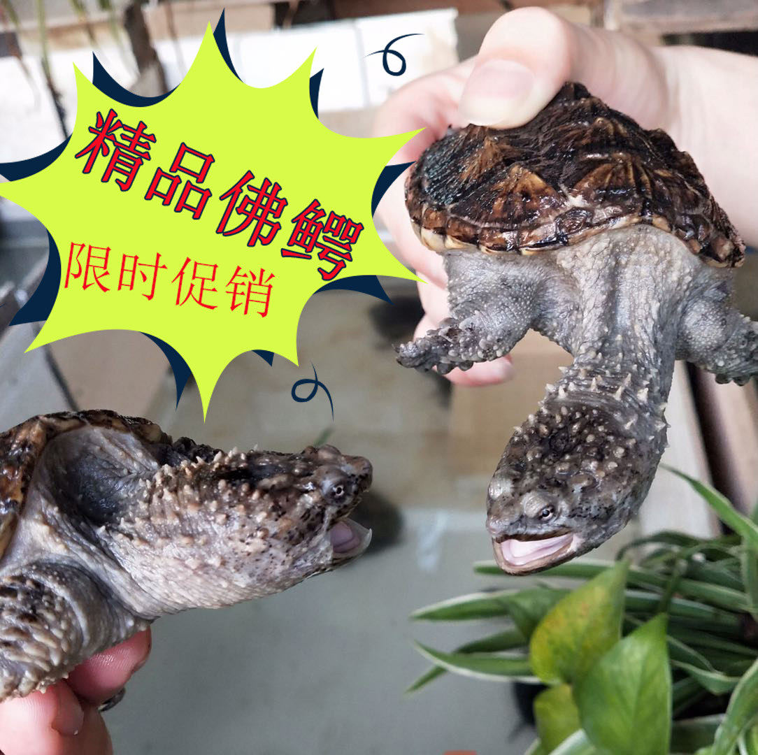 鳄龟龟纯佛小鳄龟苗凶猛爆刺观赏宠物小乌龟原种北美佛鳄龟活物