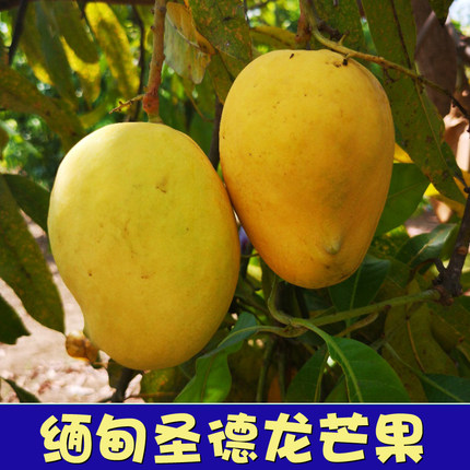 骀嫂缅甸圣德龙芒果2026曼德勒特产当季采摘