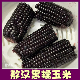 骀嫂蒙谷阳光敖汉黑糯玉米当季包邮