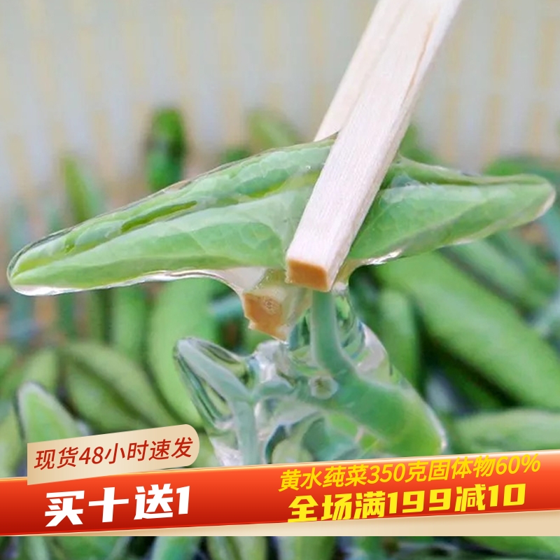 石柱黄水新鲜莼菜袋装350克