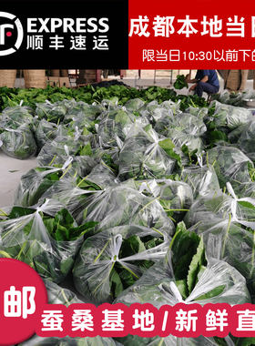 新鲜桑叶蚕宝宝食物养蚕养蚕套装