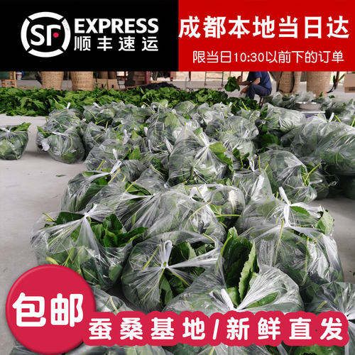 新鲜桑叶蚕宝宝食物养蚕养蚕套装