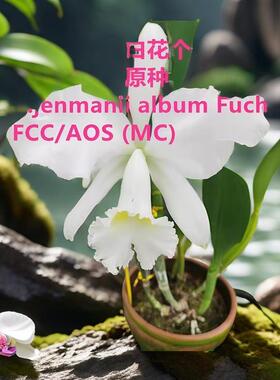 进口成株 稀有杰玛尼获奖白花C.jenmanii album 