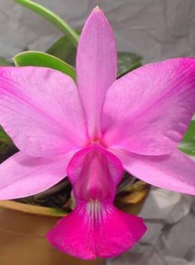 进口洋兰卡特兰超稀有走路人原生种C.walkeriana flamea 