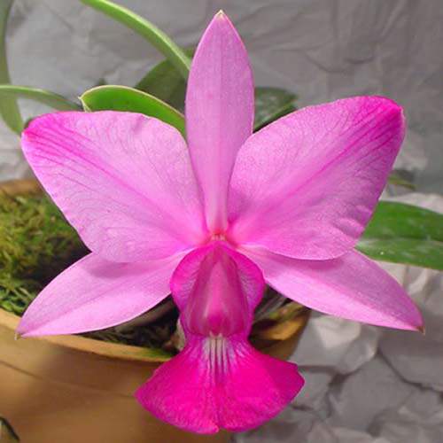 进口洋兰卡特兰超稀有走路人原生种C.walkeriana flamea 