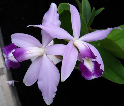 超稀有蓝色！进口兰花洋兰卡特兰原生种C.violacea fma.coerulea