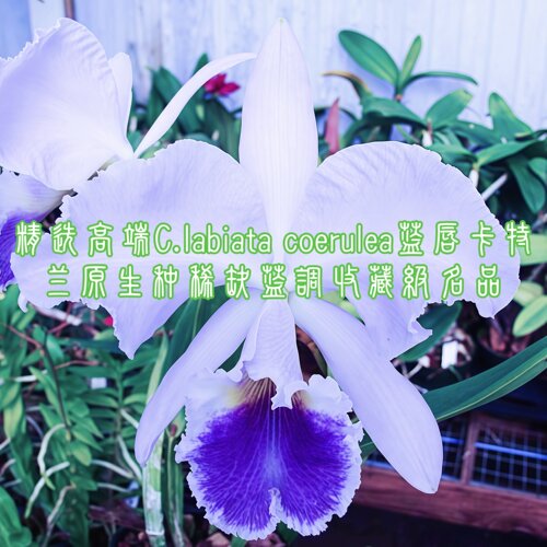 兰花洋兰卡特兰原生种精选高端C.labiata coerulea蓝唇收藏级名品