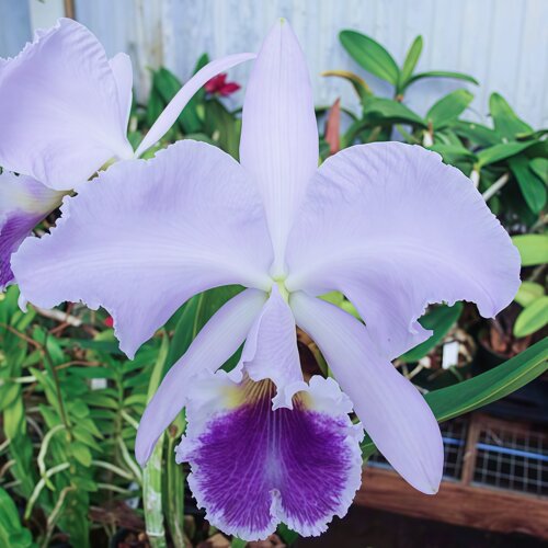 精选高端C.labiata coerulea蓝唇卡特兰原生种稀缺蓝调收藏级名品