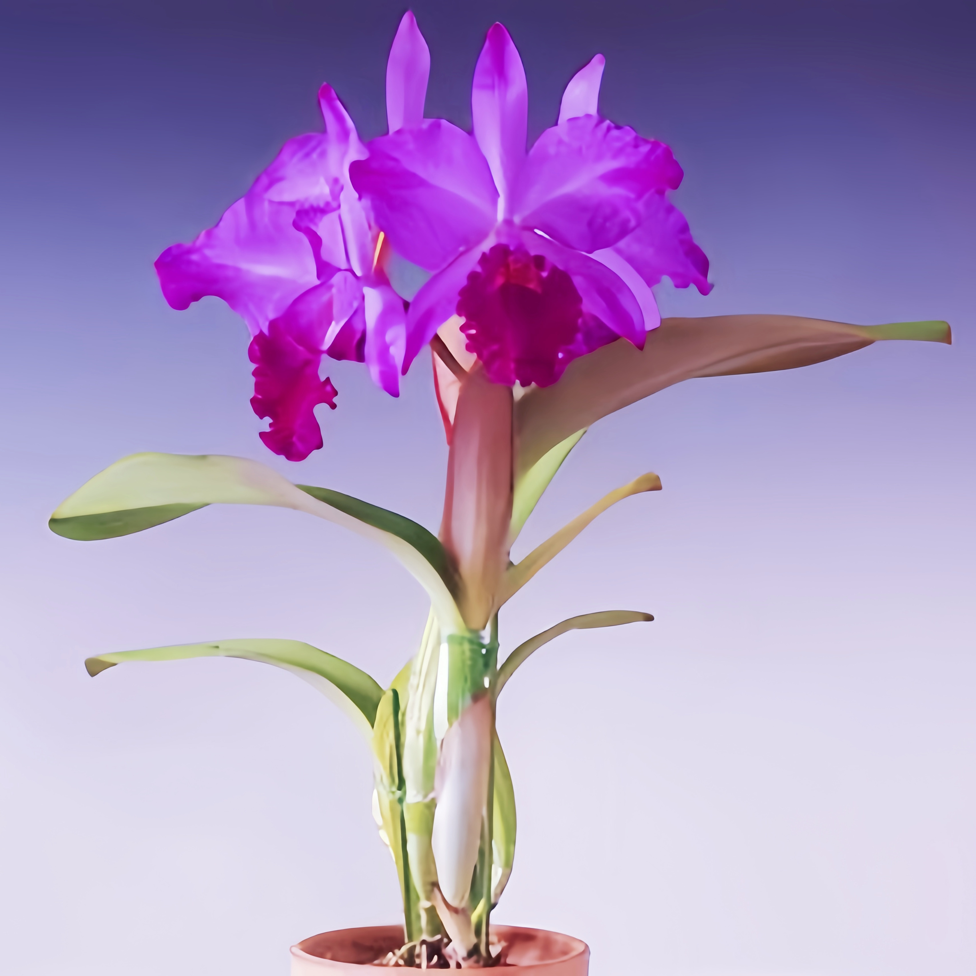 大花深红有香C.labiata rubra进口稀有巴西原产卡特兰原生种