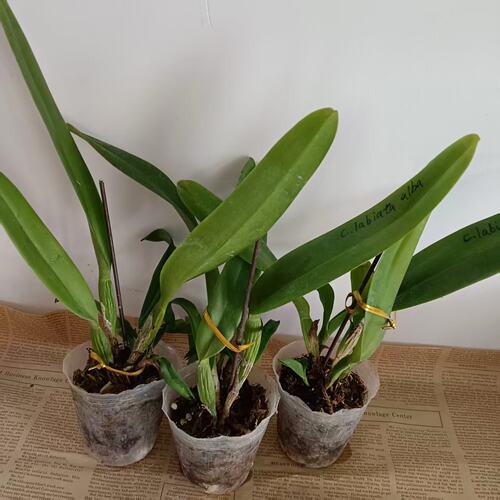 进口卡特兰原生种兰花洋兰拉比阿塔C.labiata fma.alba 有浓香