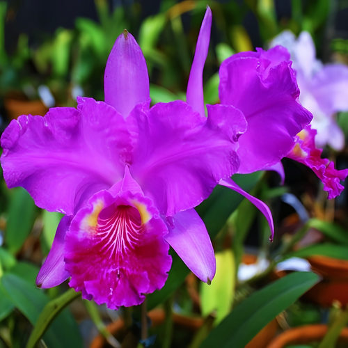卡特兰C.lueddemanniana rubra原种红鲁德曼浓香大花高端洋兰盆栽