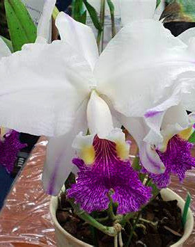 兰花洋兰卡特兰原生种C.lueddemanniana semi-alba