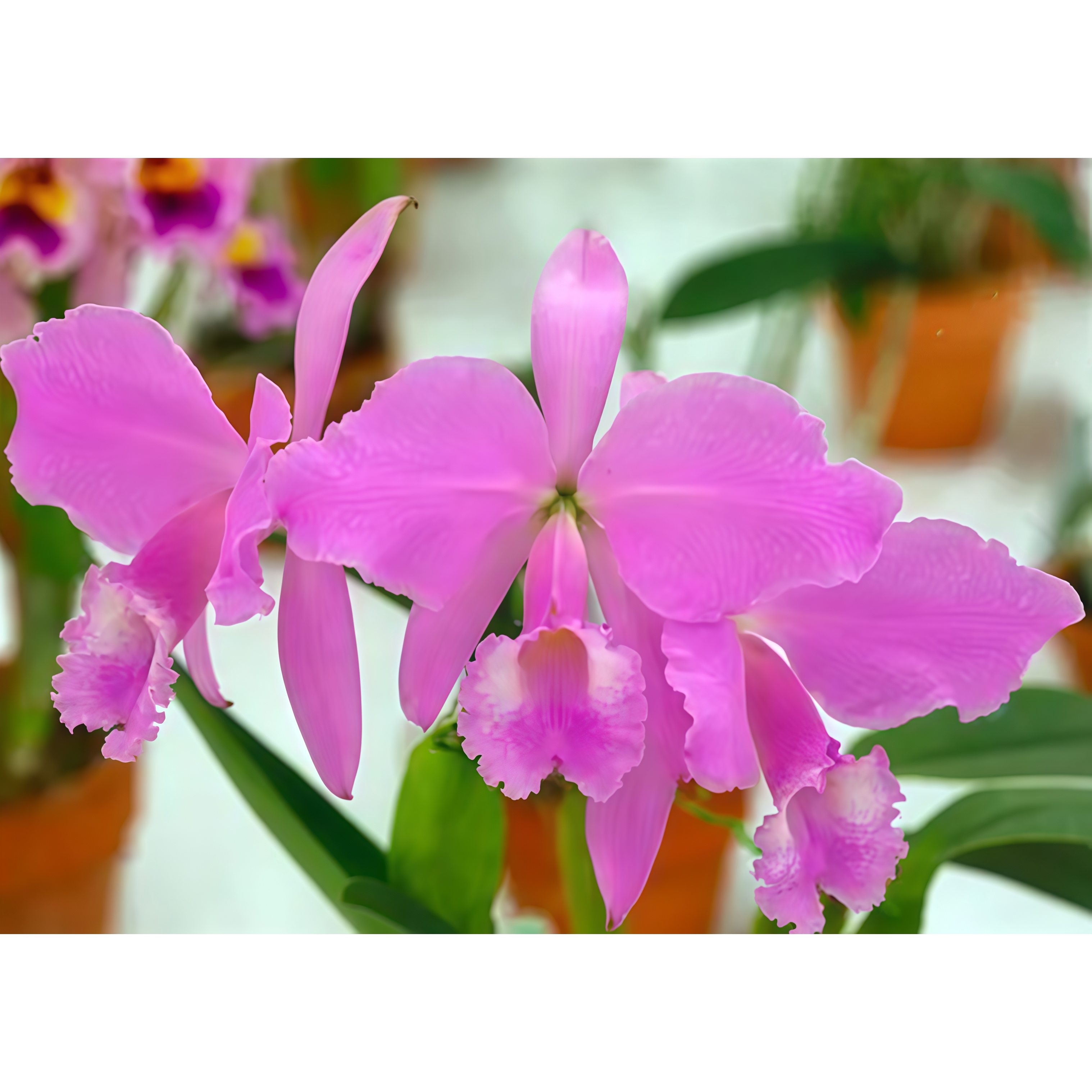 精选高端卡特兰原生种有香C.warneri concolor全粉色瓦涅里兰花