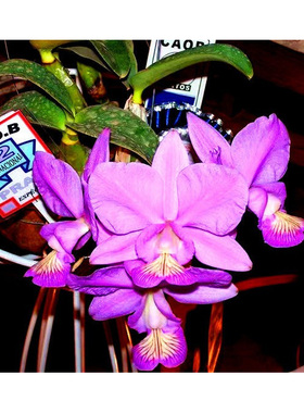 稀有诺比巴西原生种卡特兰C.nobilior 'D.R.W' x sib 红色有香