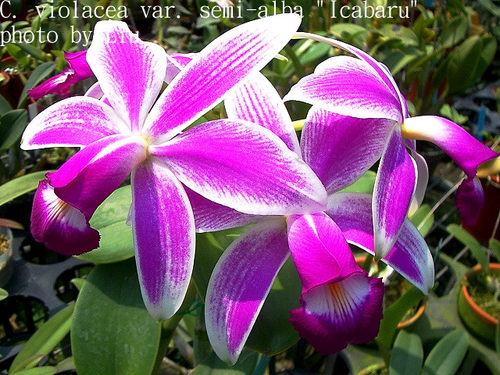 进口女神稀有兰花洋兰卡特兰原生种C.violacea semi-alba flamea