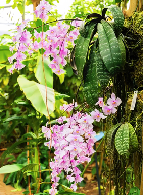 精选多花超美银斑蝴蝶兰原生种近成株phal.schilleriana兰花洋兰