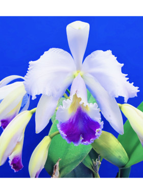 精选进口稀有获奖蓝色原生种C.warneri coerulea 